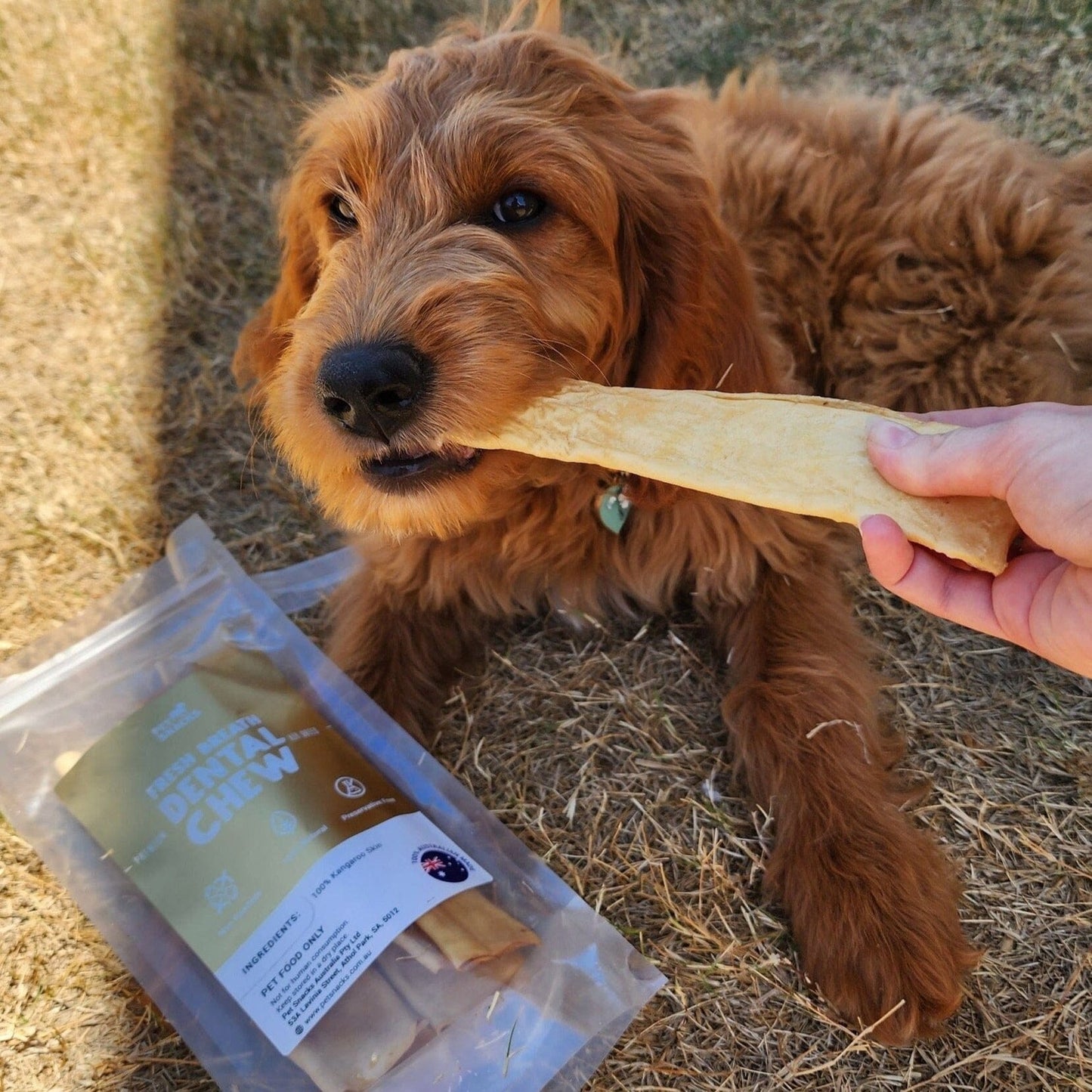 Essential Health & Dental Pack Dog Treats Pet Snacks