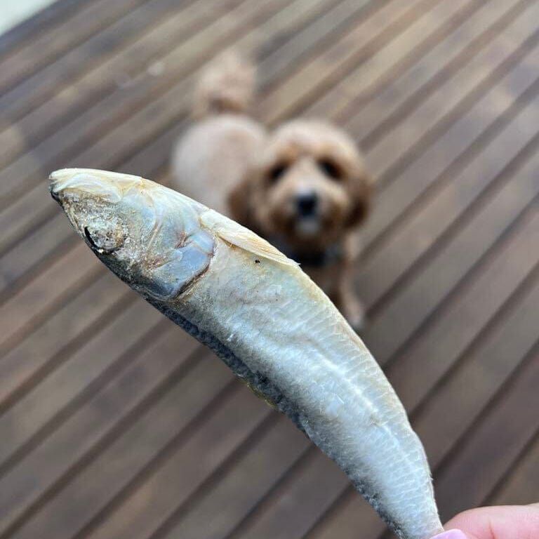 Raw Whole Sardine Treats Dog Treats Pet Snacks