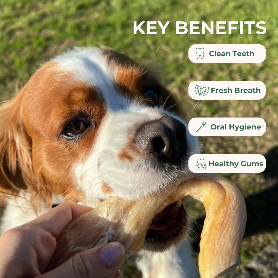 Raw Beef Gambrel Tendon Dental Chew Dog Treats Pet Snacks