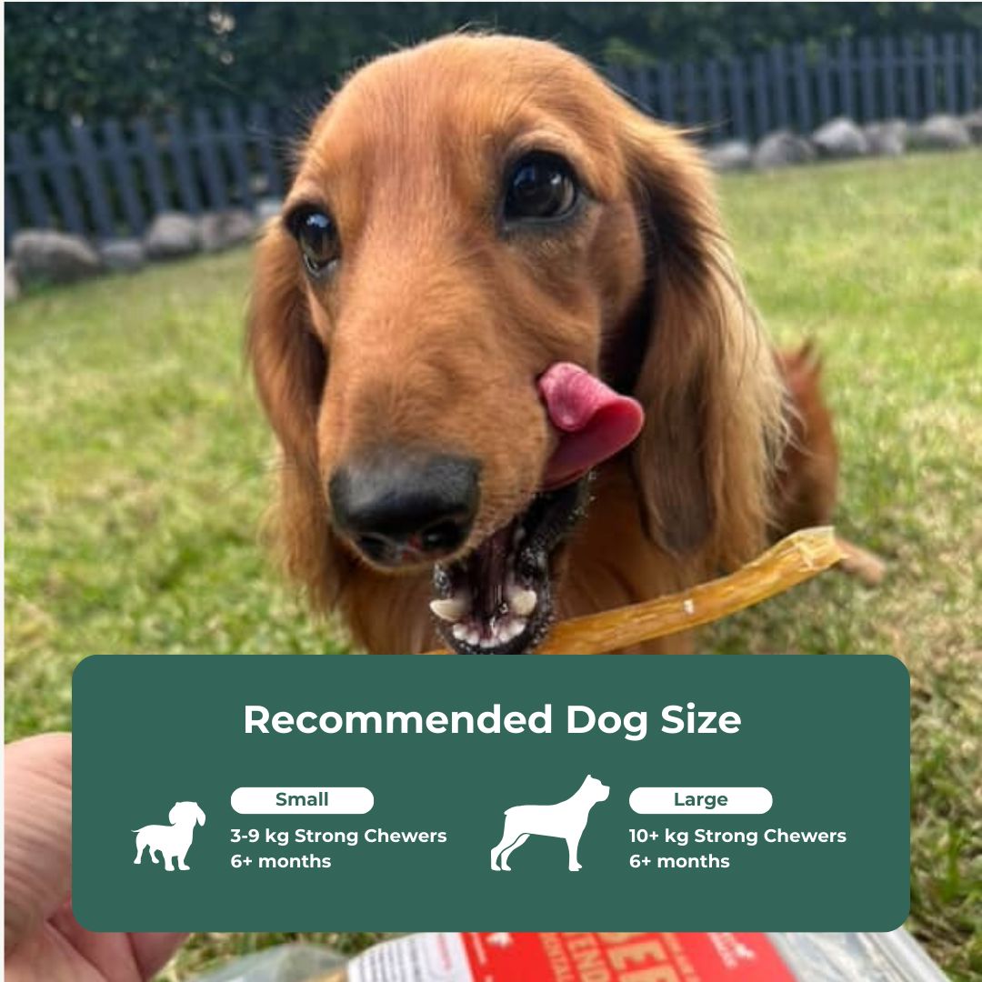 Beef Tendon Dental Chew Dog Treats Pet Snacks