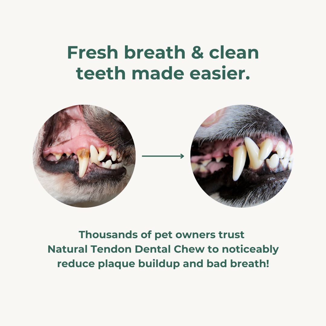 Natural Tendon Dental Chew Premium Pet Snacks 