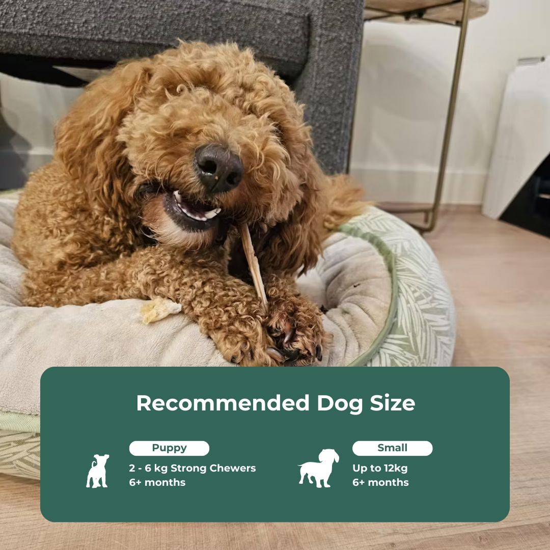 Natural Tendon Dental Chew Premium Pet Snacks 