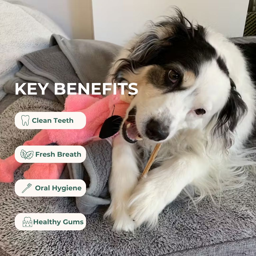 Natural Tendon Dental Chew Premium Pet Snacks 
